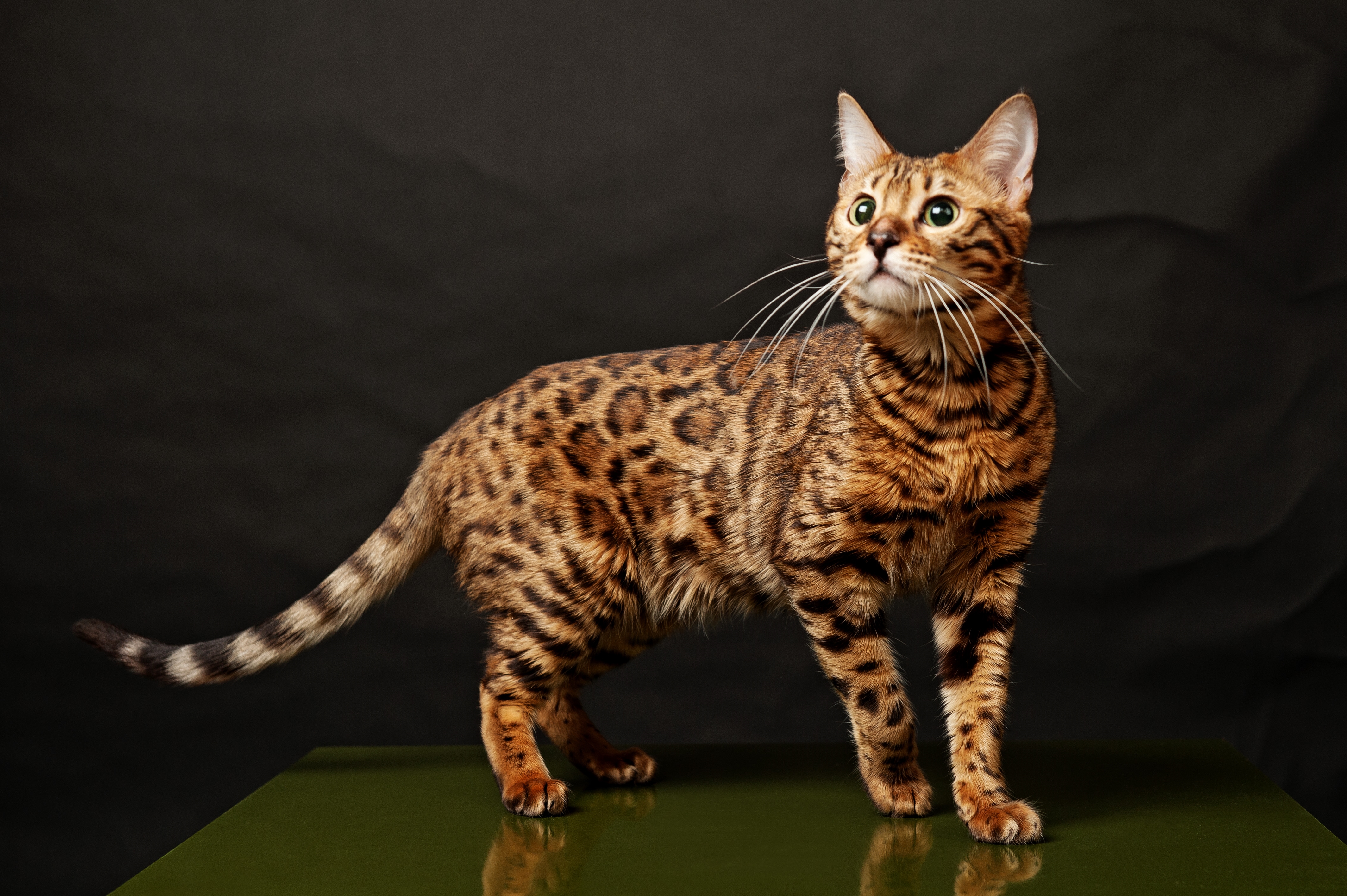 Пестрый кот. Мейн кун Ашера. Кошка породы бенгал. Леопард и Бенгальская кошка. Пятнистый бенгал.