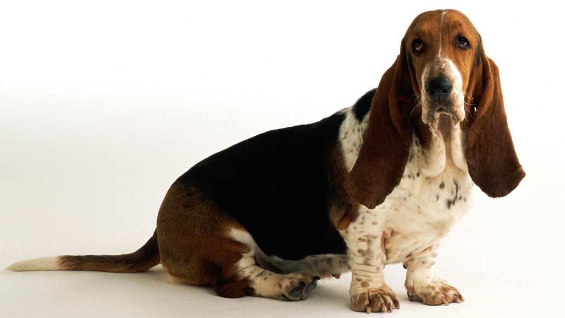 Длинные уши на английском. Собака Коломбо порода Бассет. Ушастый Бассет-хаунд. Бассет хаунд Коломбо. Собака Коломбо порода Бассет хаунд.