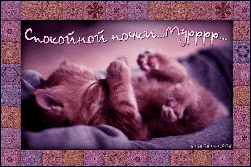 Споки ноки гифки. Открытка сладких снов с котенком. Приятных снов котенок. Сладких снов котенок. Прикольные пожелания спокойной ночи.